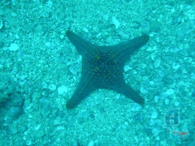 estrella de mar mutilada